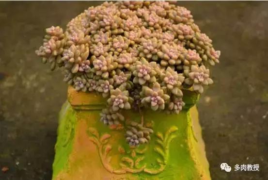 皮实好养的5款多肉,推荐几款多肉好看又好养的