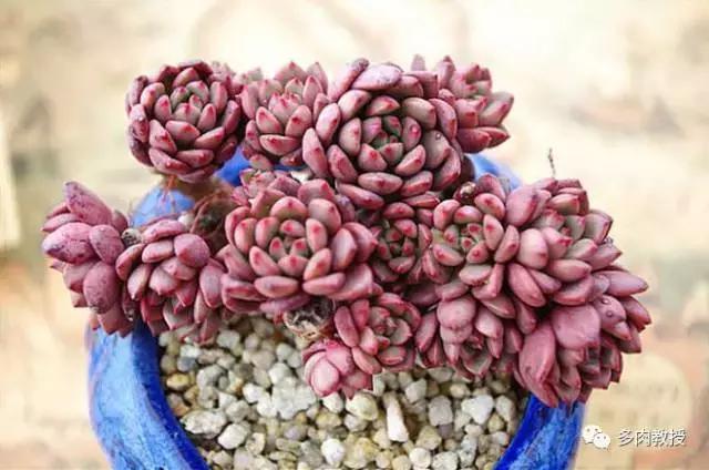 皮实好养的5款多肉,推荐几款多肉好看又好养的