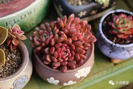 皮实好养的5款多肉,推荐几款多肉好看又好养的