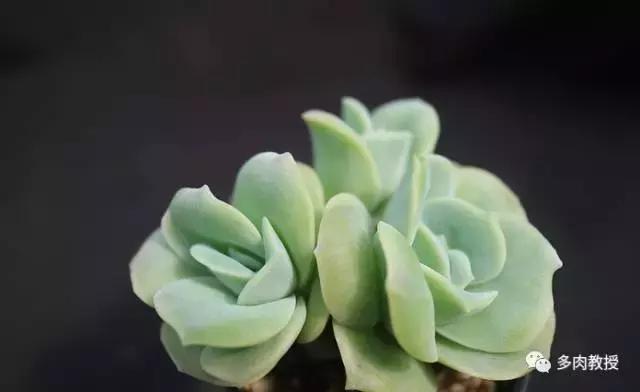 皮实好养的5款多肉,推荐几款多肉好看又好养的