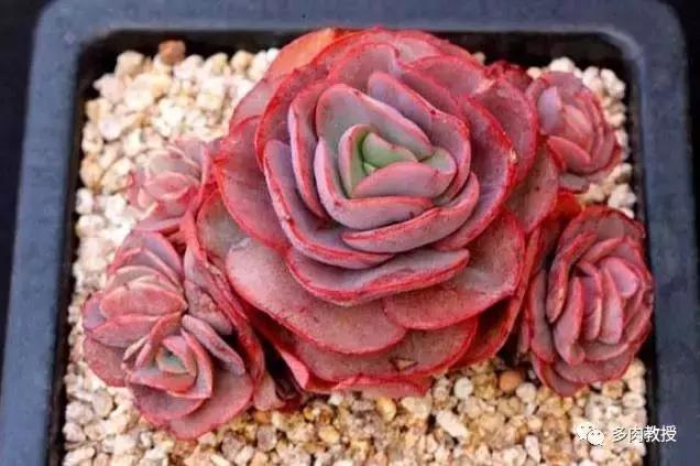 皮实好养的5款多肉,推荐几款多肉好看又好养的