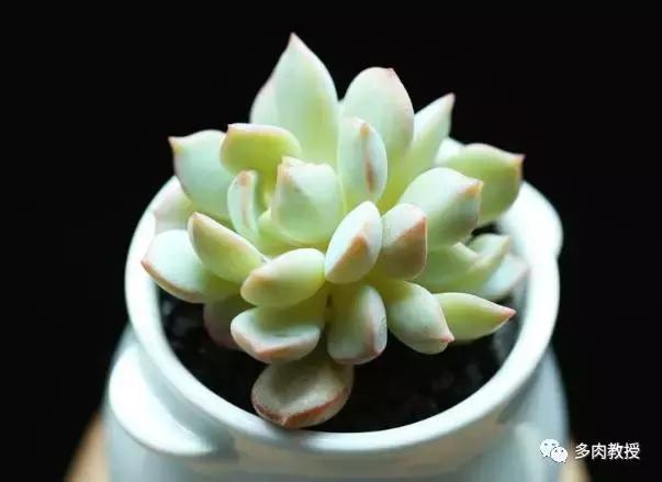 皮实好养的5款多肉,推荐几款多肉好看又好养的