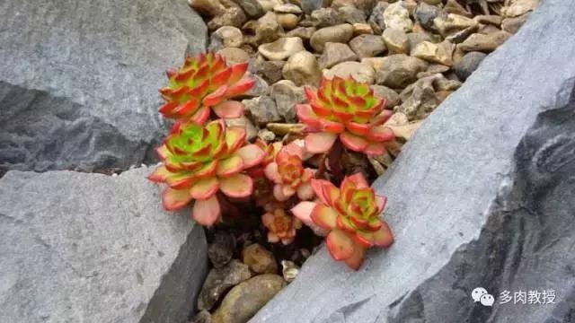皮实好养的5款多肉,推荐几款多肉好看又好养的