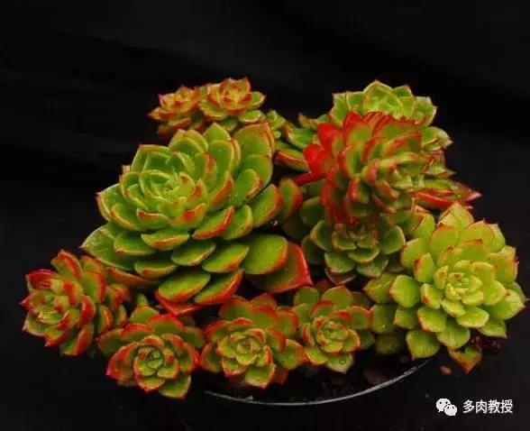 皮实好养的5款多肉,推荐几款多肉好看又好养的