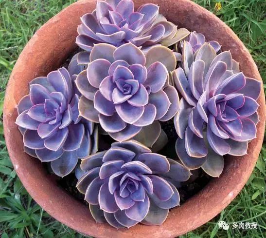 皮实好养的5款多肉,推荐几款多肉好看又好养的