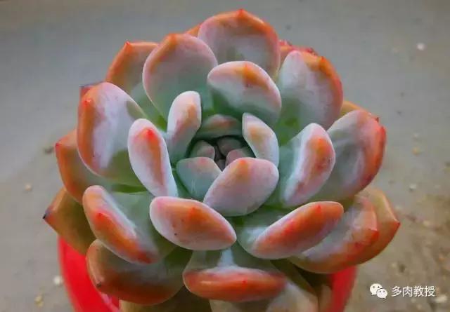 皮实好养的5款多肉,推荐几款多肉好看又好养的