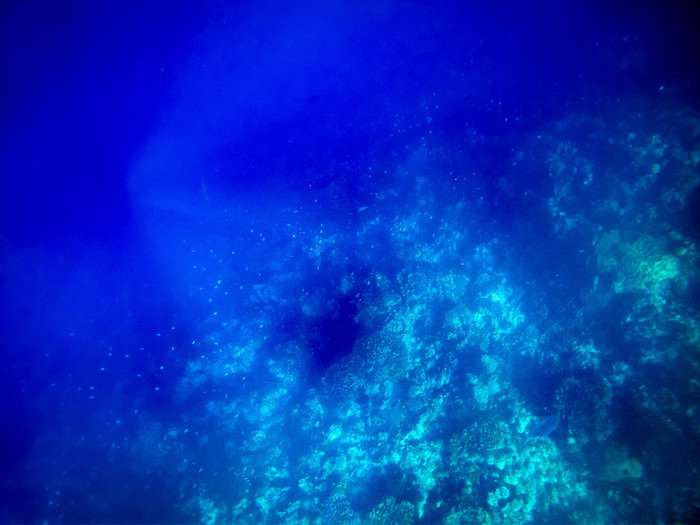 美娜多潜水圣地,印尼美娜多海豚潜水