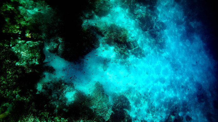 美娜多潜水圣地,印尼美娜多海豚潜水