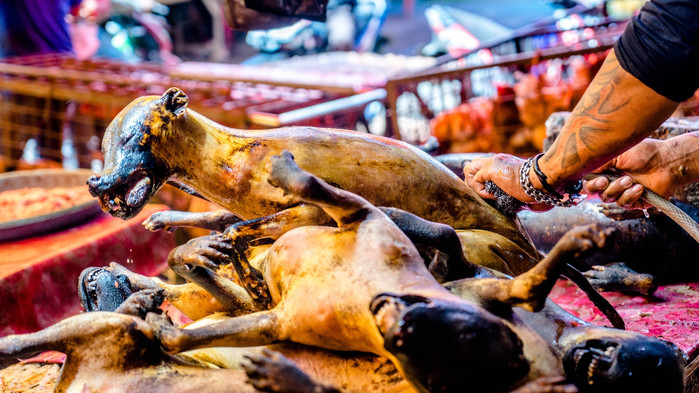 美娜多潜水圣地,印尼美娜多海豚潜水