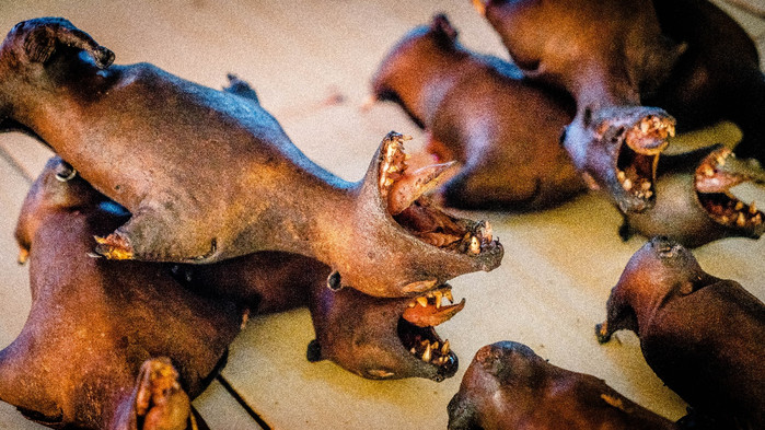 美娜多潜水圣地,印尼美娜多海豚潜水