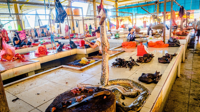 美娜多潜水圣地,印尼美娜多海豚潜水