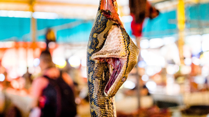 美娜多潜水圣地,印尼美娜多海豚潜水