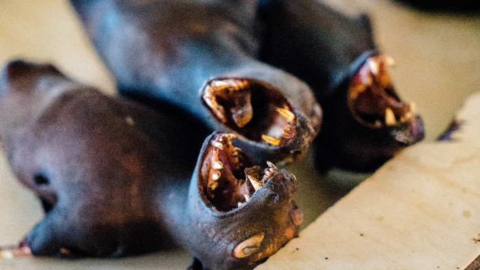 美娜多潜水圣地,印尼美娜多海豚潜水