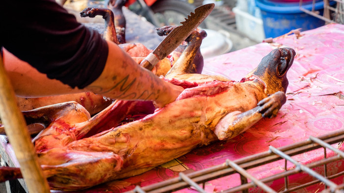 美娜多潜水圣地,印尼美娜多海豚潜水