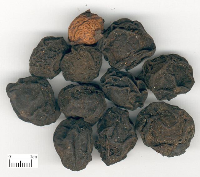 三大泻心汤的共同病机,胃阴虚可以喝甘草泻心汤