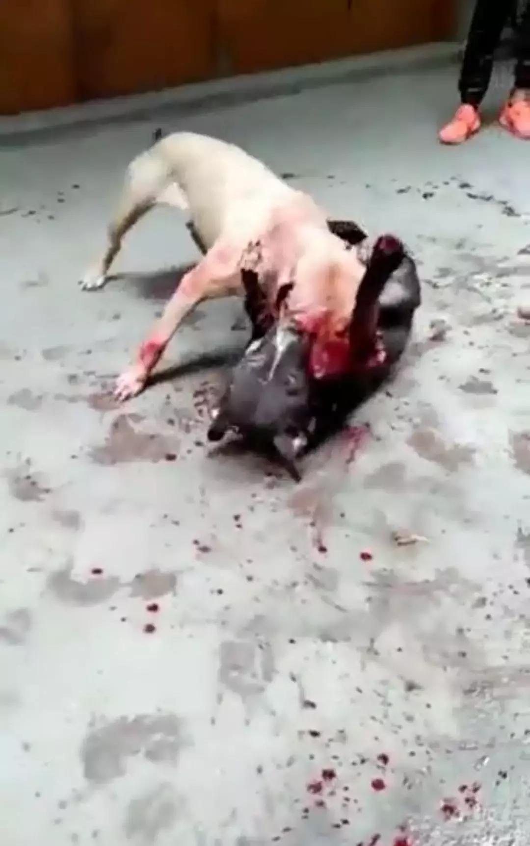 顽石：看客并不都可恶，可恶的是被看客化和看客“粉丝化”