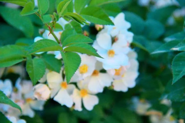 要毕业了才发现学校真的很美,要毕业了才发现学校好漂亮