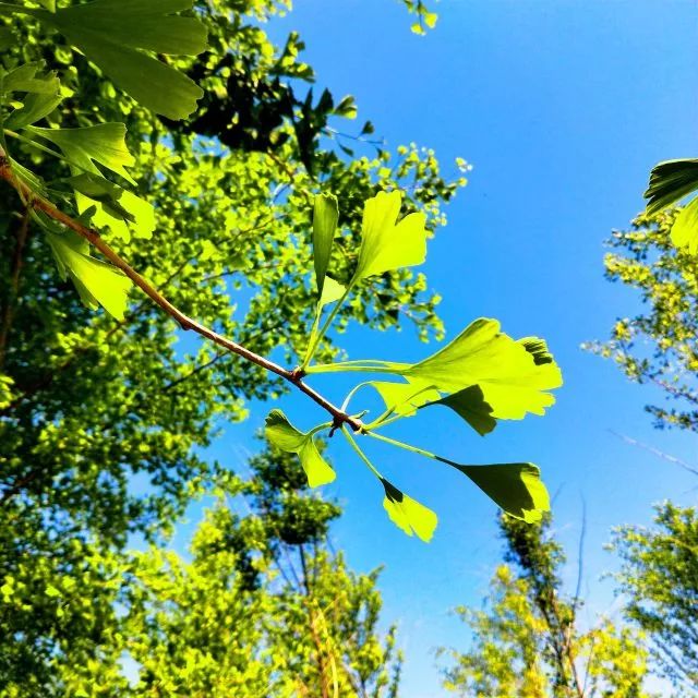 要毕业了才发现学校真的很美,要毕业了才发现学校好漂亮