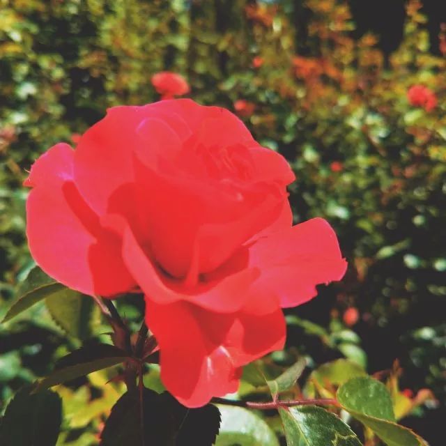 要毕业了才发现学校真的很美,要毕业了才发现学校好漂亮