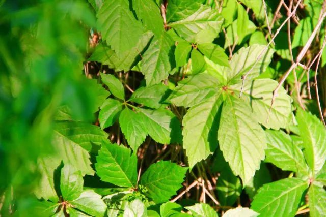 要毕业了才发现学校真的很美,要毕业了才发现学校好漂亮