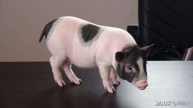 1995年属猪和2001属蛇的婚配,属蛇和属猪的夫妻如何化解