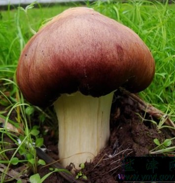 大球盖菇的栽培技术与管理,大球盖菇最新栽培技术步骤