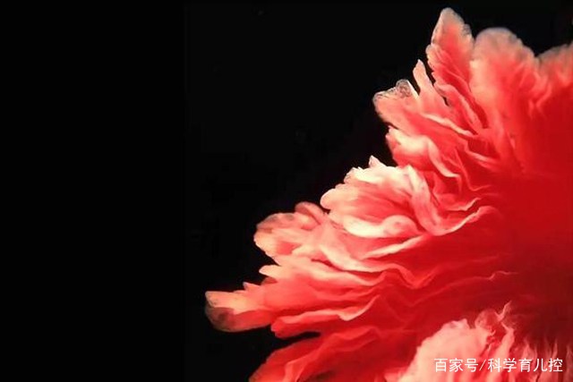 精子经过的四个过程,精子产生与吸收过程