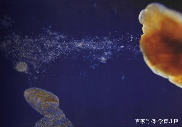 精子经过的四个过程,精子产生与吸收过程