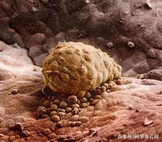 精子经过的四个过程,精子产生与吸收过程