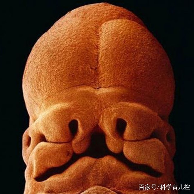 精子经过的四个过程,精子产生与吸收过程