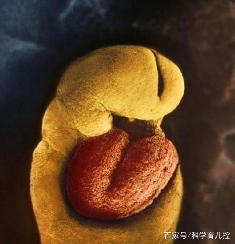 精子经过的四个过程,精子产生与吸收过程