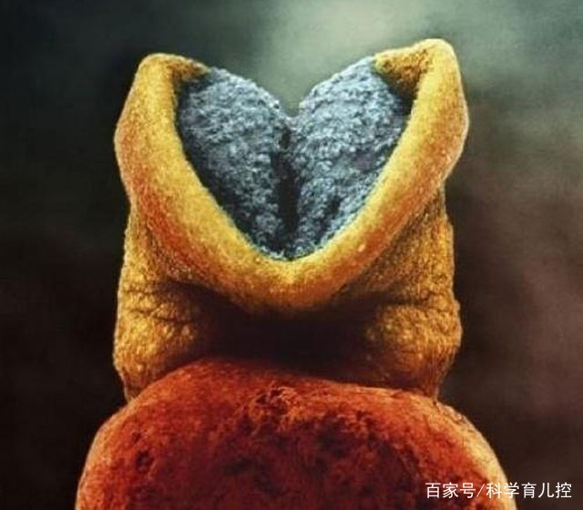 精子经过的四个过程,精子产生与吸收过程