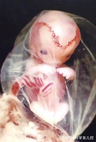 精子经过的四个过程,精子产生与吸收过程