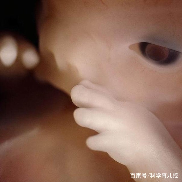 精子经过的四个过程,精子产生与吸收过程