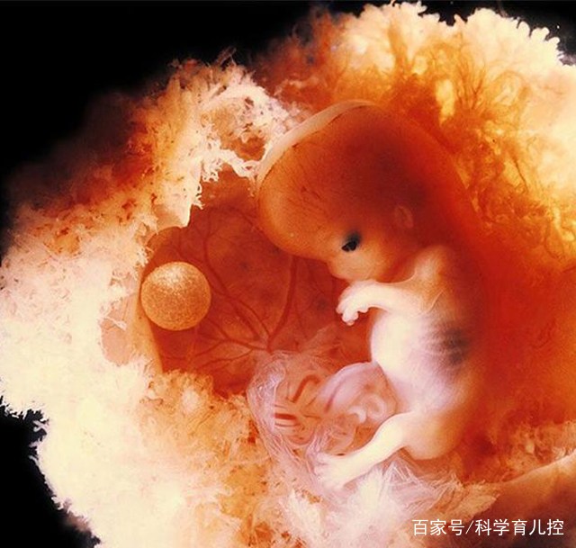 精子经过的四个过程,精子产生与吸收过程