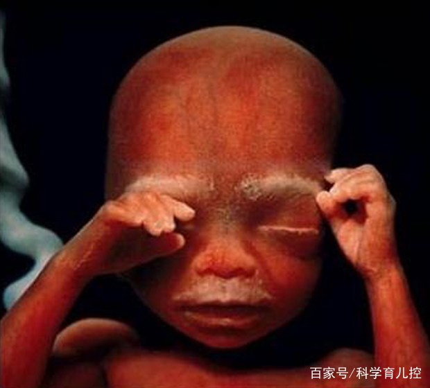 精子经过的四个过程,精子产生与吸收过程