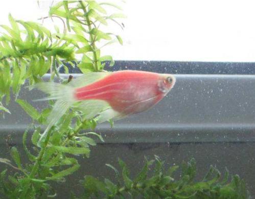 为什么你养的孔雀鱼不生仔,观赏鱼为什么不繁殖