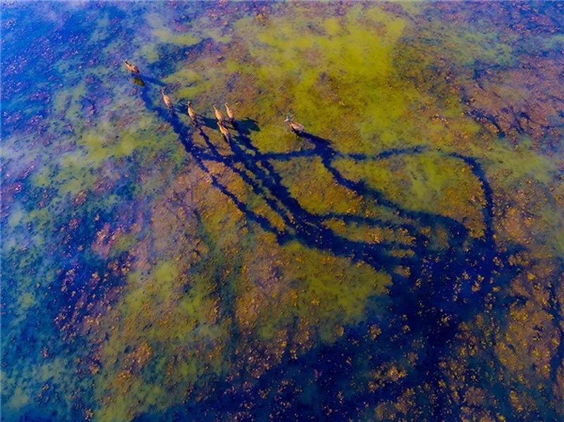 涓浗姊︽捣鎶ュ睍,杞╄緯鎯呬腑鍥芥ⅵ鍏ュ睍鑾峰