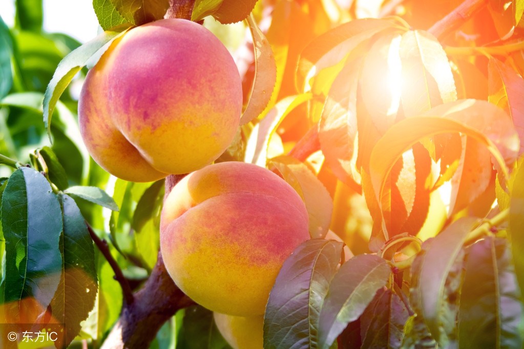 桃树叶片病害图谱及防治,桃树叶子发黄是什么原因引起的