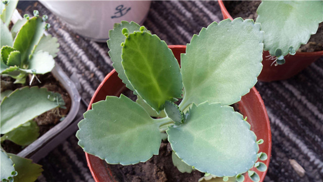 不死鸟多肉的土壤为什么会变硬,不死鸟多肉换盆后需要浇水吗