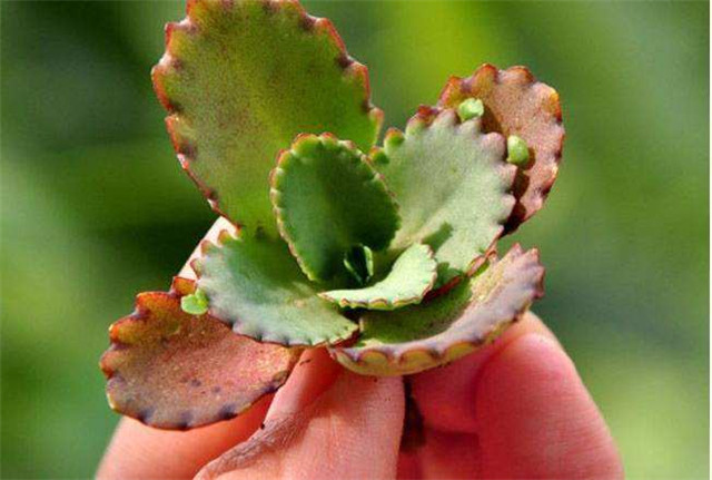 不死鸟多肉的土壤为什么会变硬,不死鸟多肉换盆后需要浇水吗