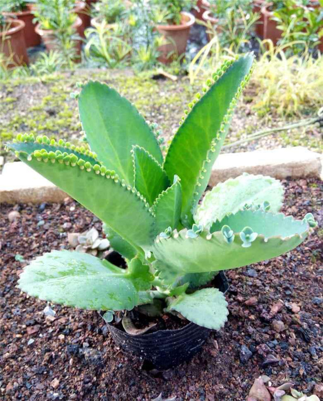 不死鸟多肉的土壤为什么会变硬,不死鸟多肉换盆后需要浇水吗