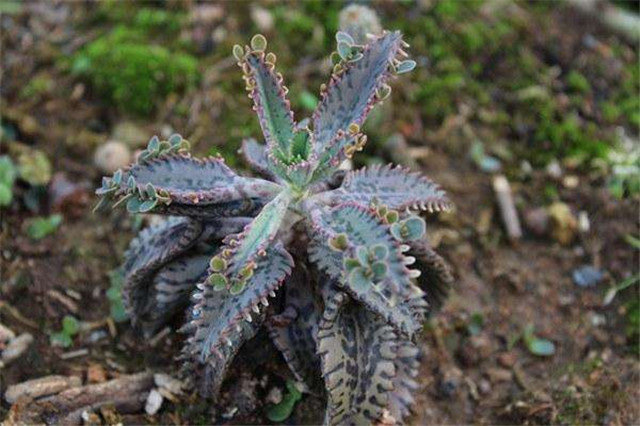 不死鸟多肉的土壤为什么会变硬,不死鸟多肉换盆后需要浇水吗