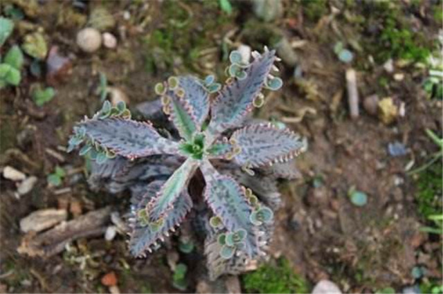 不死鸟多肉的土壤为什么会变硬,不死鸟多肉换盆后需要浇水吗