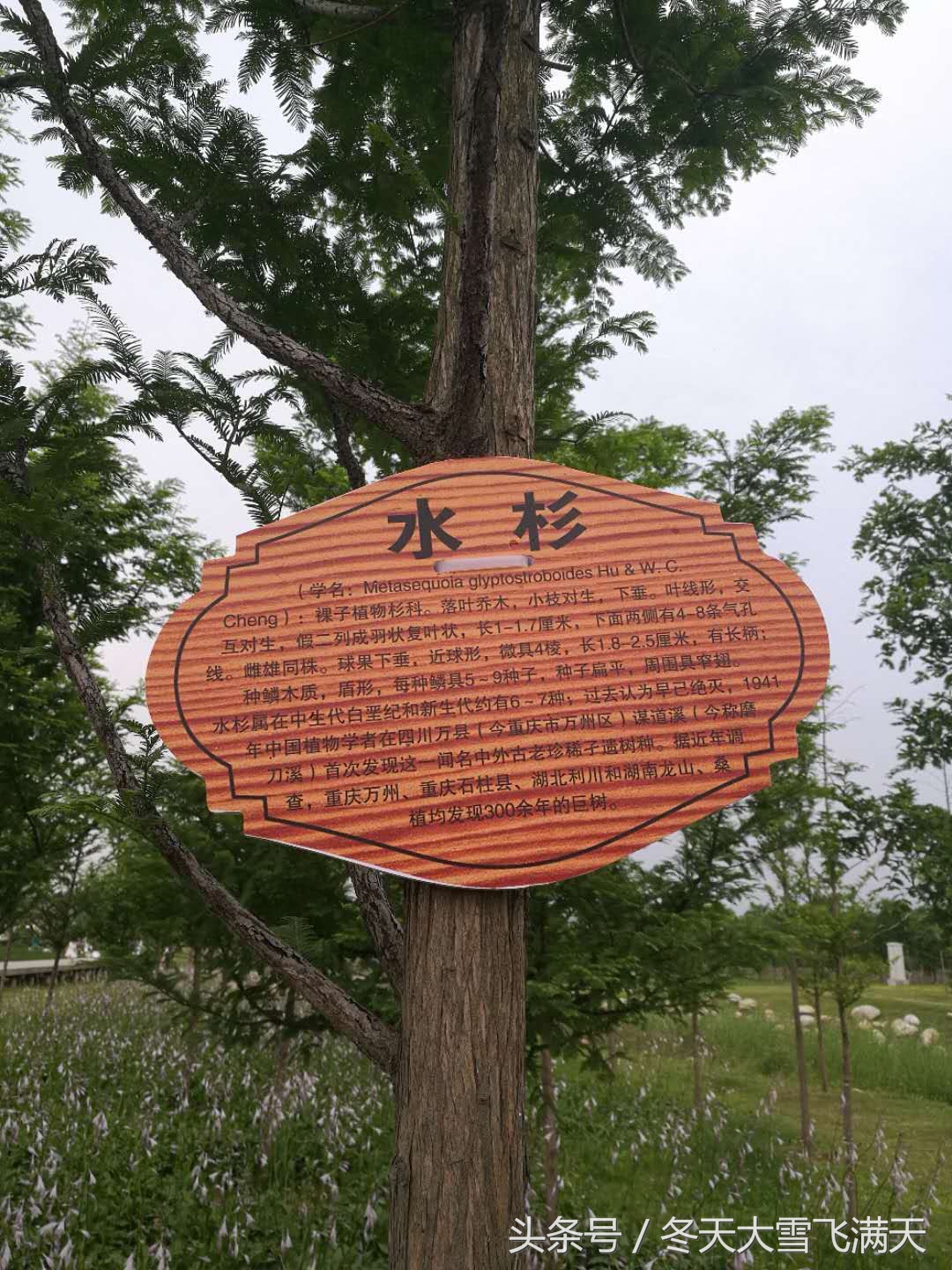 南阳市自然风景好的地方,南阳森林氧吧旅游