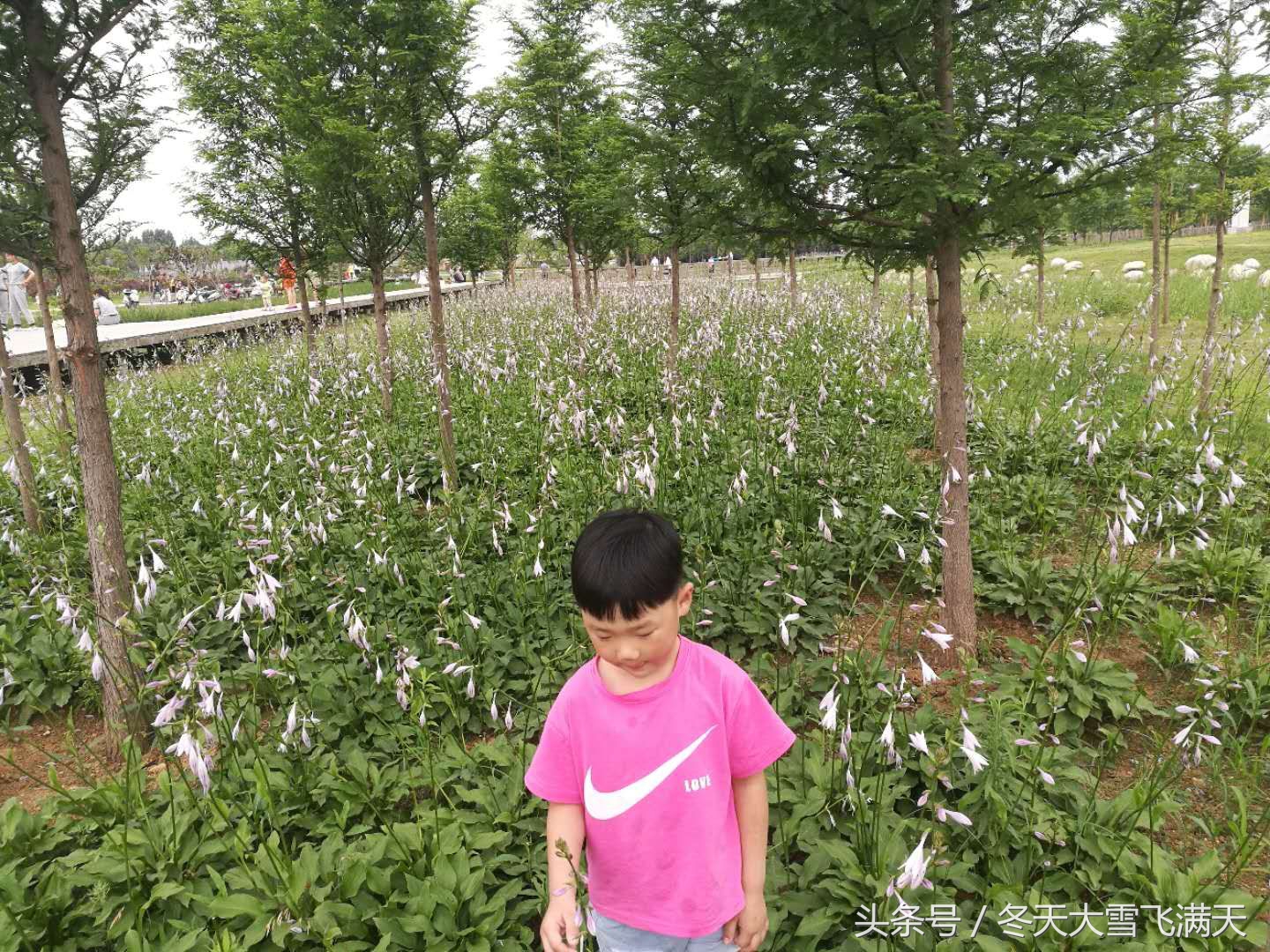 南阳市自然风景好的地方,南阳森林氧吧旅游