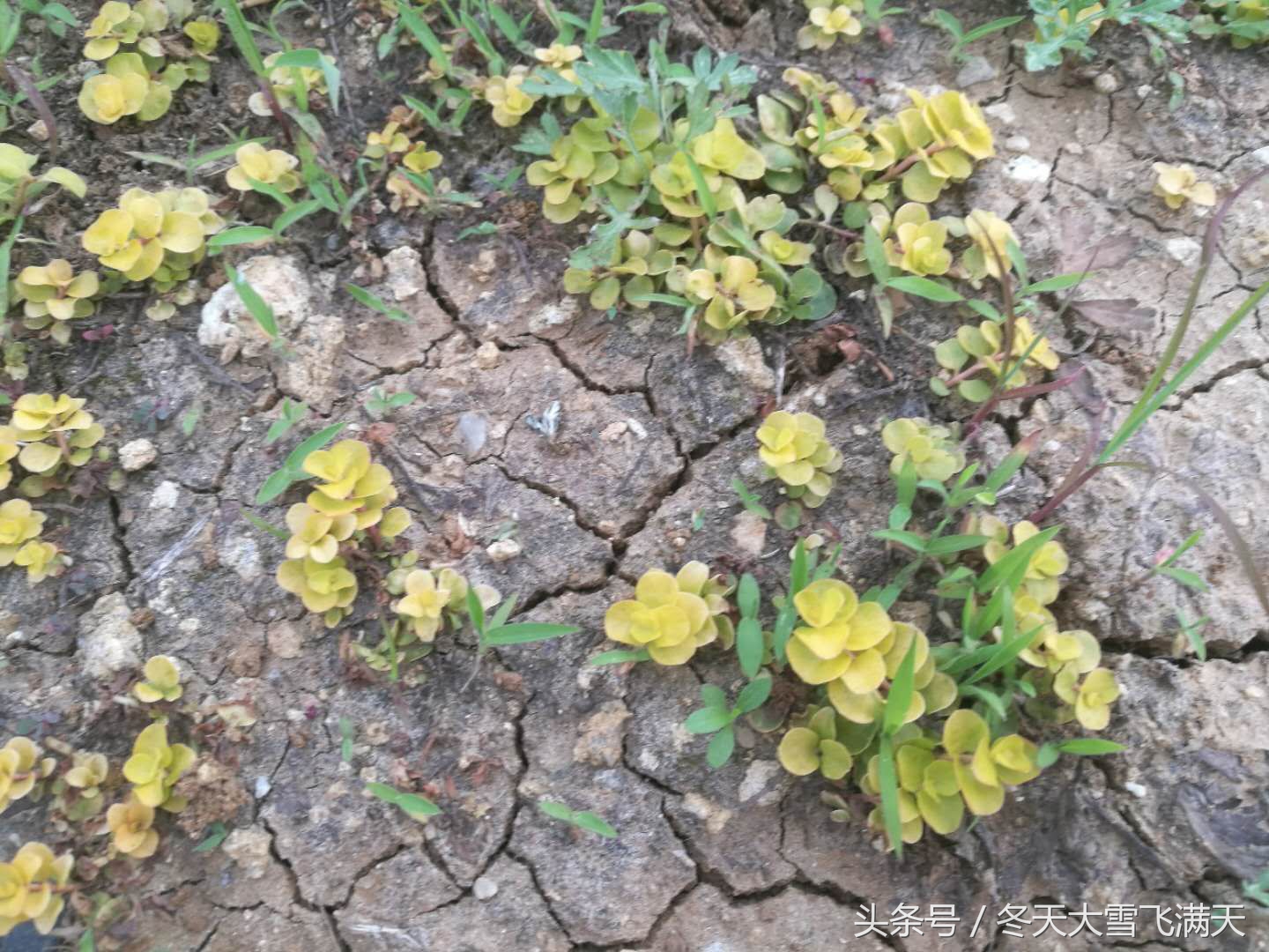 南阳市自然风景好的地方,南阳森林氧吧旅游