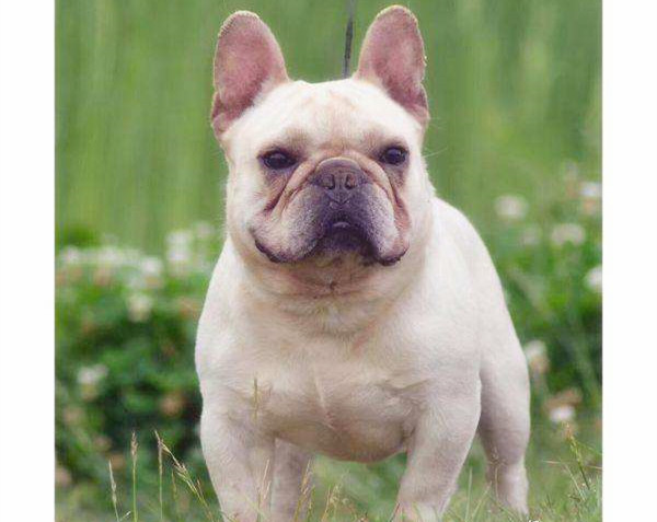 剖腹产的母狗和小狗怎么照顾,宠物狗剖腹产的护理