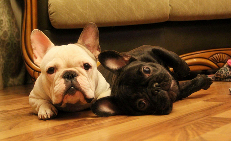 剖腹产的母狗和小狗怎么照顾,宠物狗剖腹产的护理