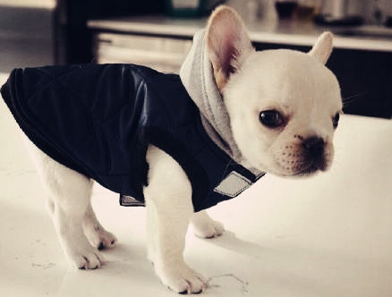 剖腹产的母狗和小狗怎么照顾,宠物狗剖腹产的护理